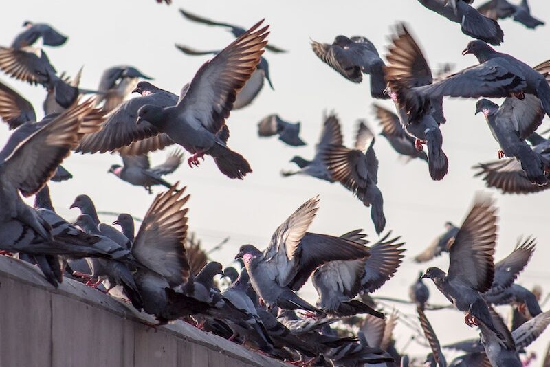 pexels-shakeb-tawheed-2407721