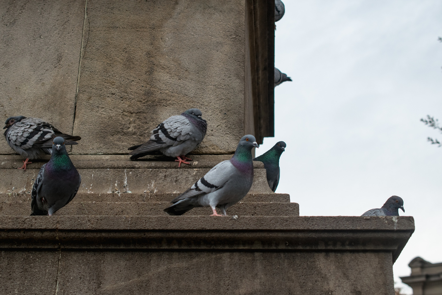 flock-doves-perched-concrete-building-during-daytime